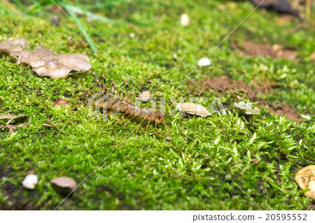 Italian house centipede with long legs (Scutigera  20595552