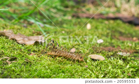 Italian house centipede with long legs (Scutigera  20595553