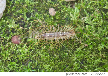 Italian house centipede with long legs (Scutigera  20595554