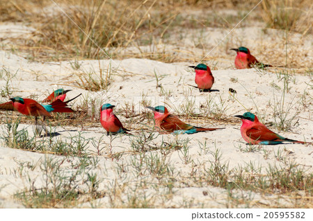 large nesting colony of Nothern Carmine Bee-eater large nesting colony of Nothern Carmine Bee-eater 20595582