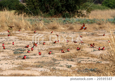 large nesting colony of Nothern Carmine Bee-eater 20595587