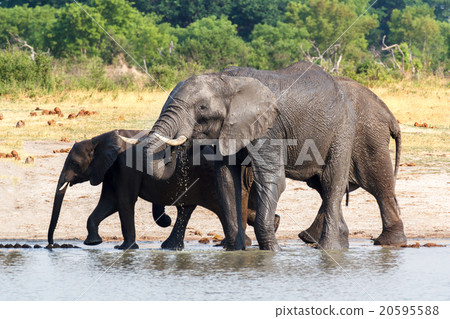 Elephants drinking at waterhole 20595588