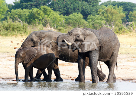 Elephants drinking at waterhole 20595589