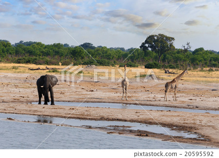 Elephants and giraffes drinking at waterhole 20595592