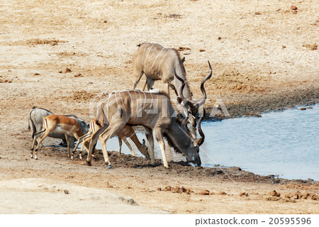 kudu Antelope drinking at a muddy waterhole 20595596
