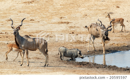 kudu Antelope drinking at a muddy waterhole kudu Antelope drinking at a muddy waterhole 20595597