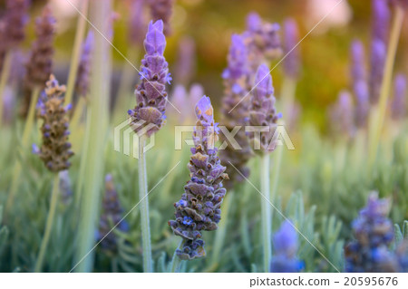 Lavender Field. Beautiful Violet Flowers. 20595676