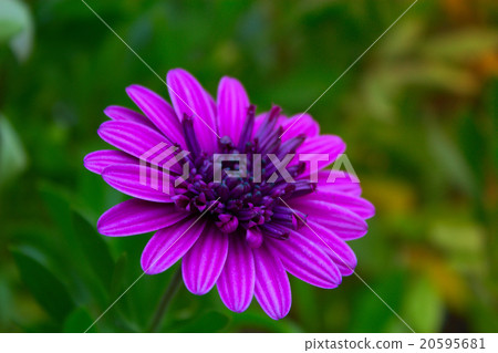 African Daisy flower (Osteospermum).  20595681