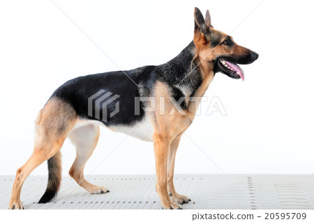 Dog, shepard, police dog, sideways, whole body, pet, dog, work, dog, policedog, GS, 20595709