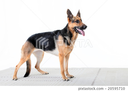 狗，shepard，警犬，側身，全身，寵物，狗，工作，狗，policedog，GS， 20595710