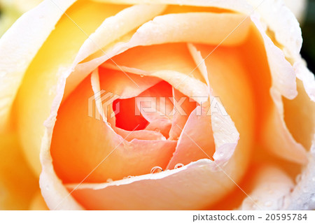 Roses 13 Roses 13 20595784