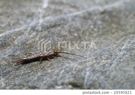Silverfish exploring on a rock 20595821