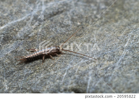 Silverfish exploring on a rock 20595822
