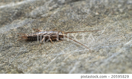 Silverfish exploring on a rock 20595829