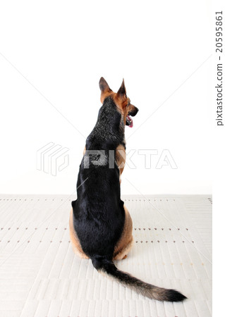 狗，謝潑德，警犬，訓練，紀律，狗，policedog，護衛犬 20595861