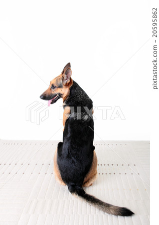 狗，謝潑德，警犬，訓練，紀律，狗，policedog，護衛犬 20595862