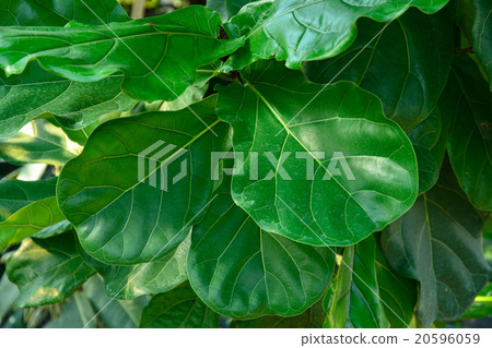 Tree: Mackerel family of oakwavera rubber 20596059