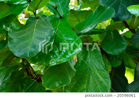 Tree: Mackerel family of oakwavera rubber 20596061