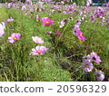 Autumn cosmos field 20596329