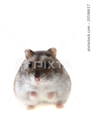 young dzungarian hamster young dzungarian hamster 20596617