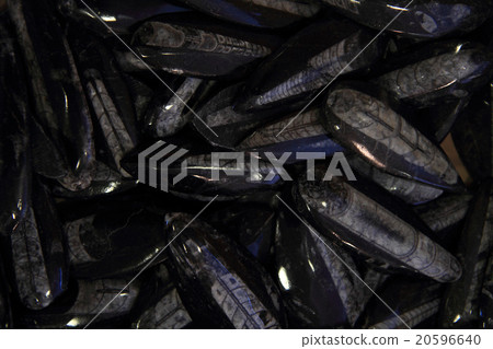 fossil stones with sea creatures 20596640