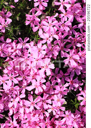 violet flowers background 20596722
