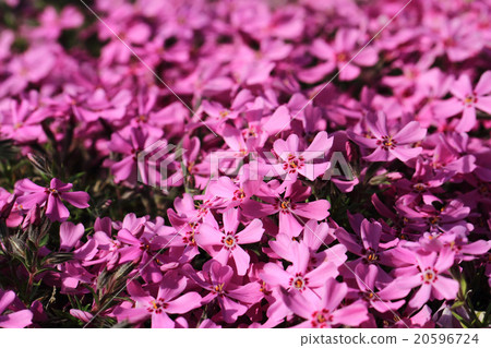 violet flowers background 20596724