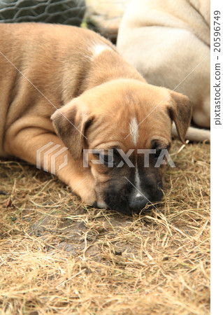 American Pit Bull Terrier puppy 20596749