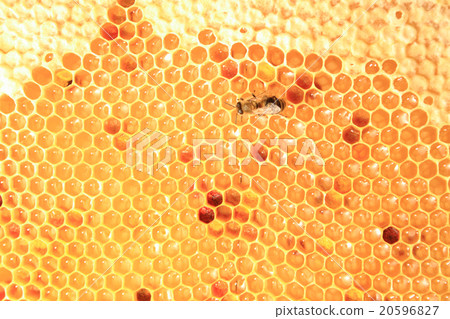honey in wax cells background honey in wax cells background 20596827