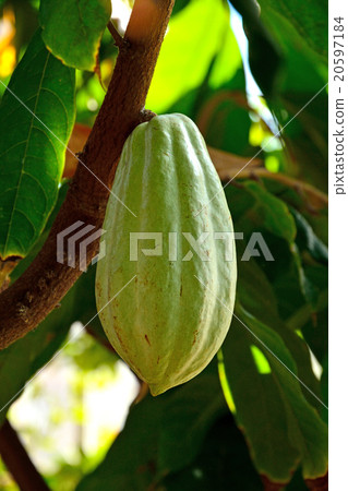 Tree: Cacao tree Bath family 20597184