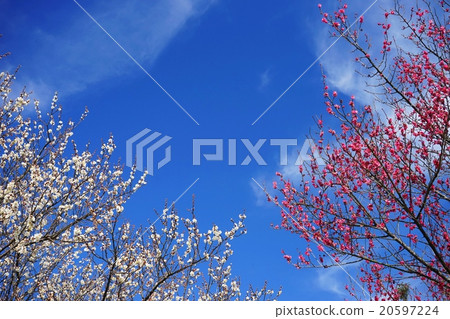 Spring comes · Red and white plums shining in the blue sky 20597224