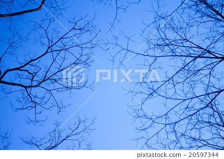 秋天和冬天的天空和樹木 秋天和冬天的天空和樹木 20597344
