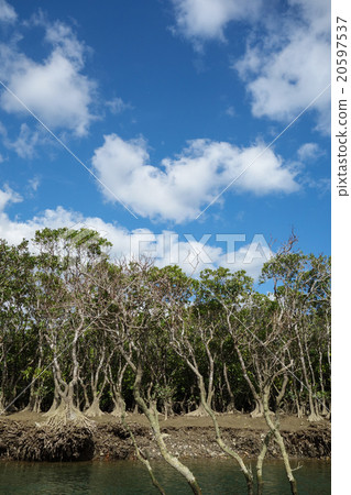 紅樹 紅樹 20597537