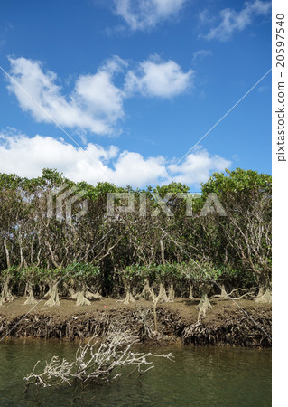 mangrove 20597540