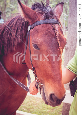 Horse standing in the white picket fence and nature background. 20598501