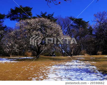 雪和梅 20598662