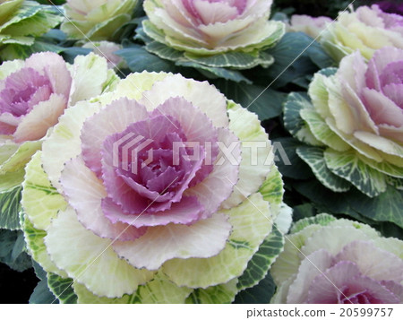 Leaf button Leaf button 20599757