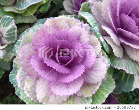 Leaf button Leaf button 20599758