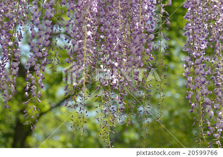  紫藤花 20599766