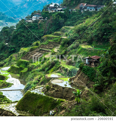 Rice terraces fields. Banaue, Philippines  20600591