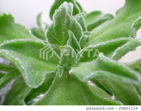 Ice plant Ice plant 20601134
