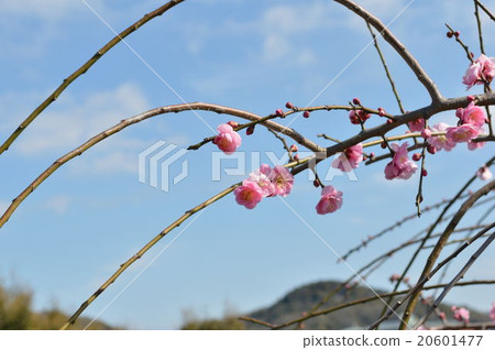 Dangling plum Dangling plum 20601477