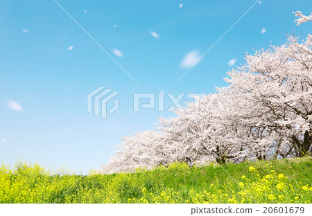 Spring landscape in Japan Cherry blossoms Yoshino Sakura Spring landscape in Japan Cherry blossoms Yoshino Sakura 20601679