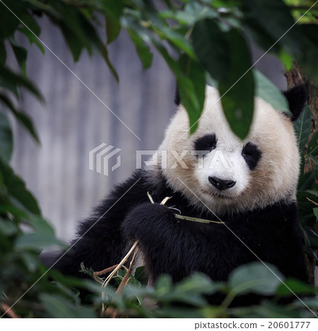 resting panda resting panda 20601777