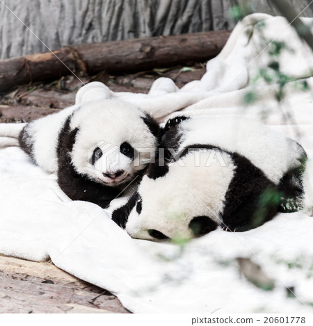 little panda babies little panda babies 20601778