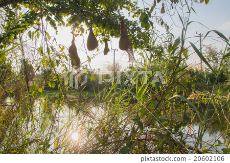 Bird nest Bird nest 20602106