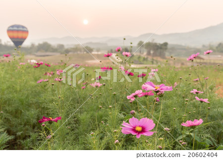 cosmos field at sunset with hot air balloon cosmos field at sunset with hot air balloon 20602404