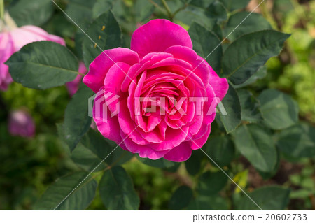 圖庫照片: pink rose with its leaves