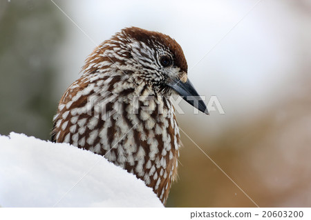 Spotted nutcracker  (Nucifraga caryocatactes) 20603200