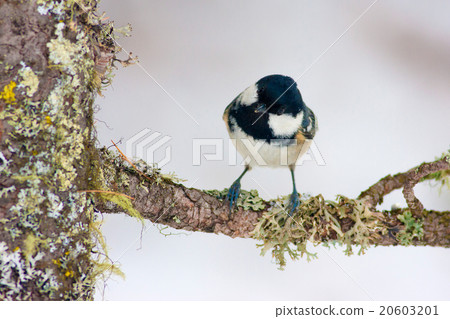 Coal tit, Periparus ater, Val Rosegg, Swiss 20603201